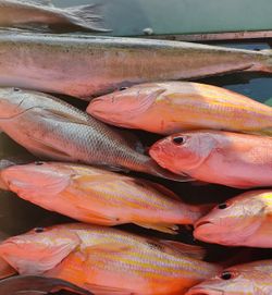 Snapper Fish from Fort Pierce, FL